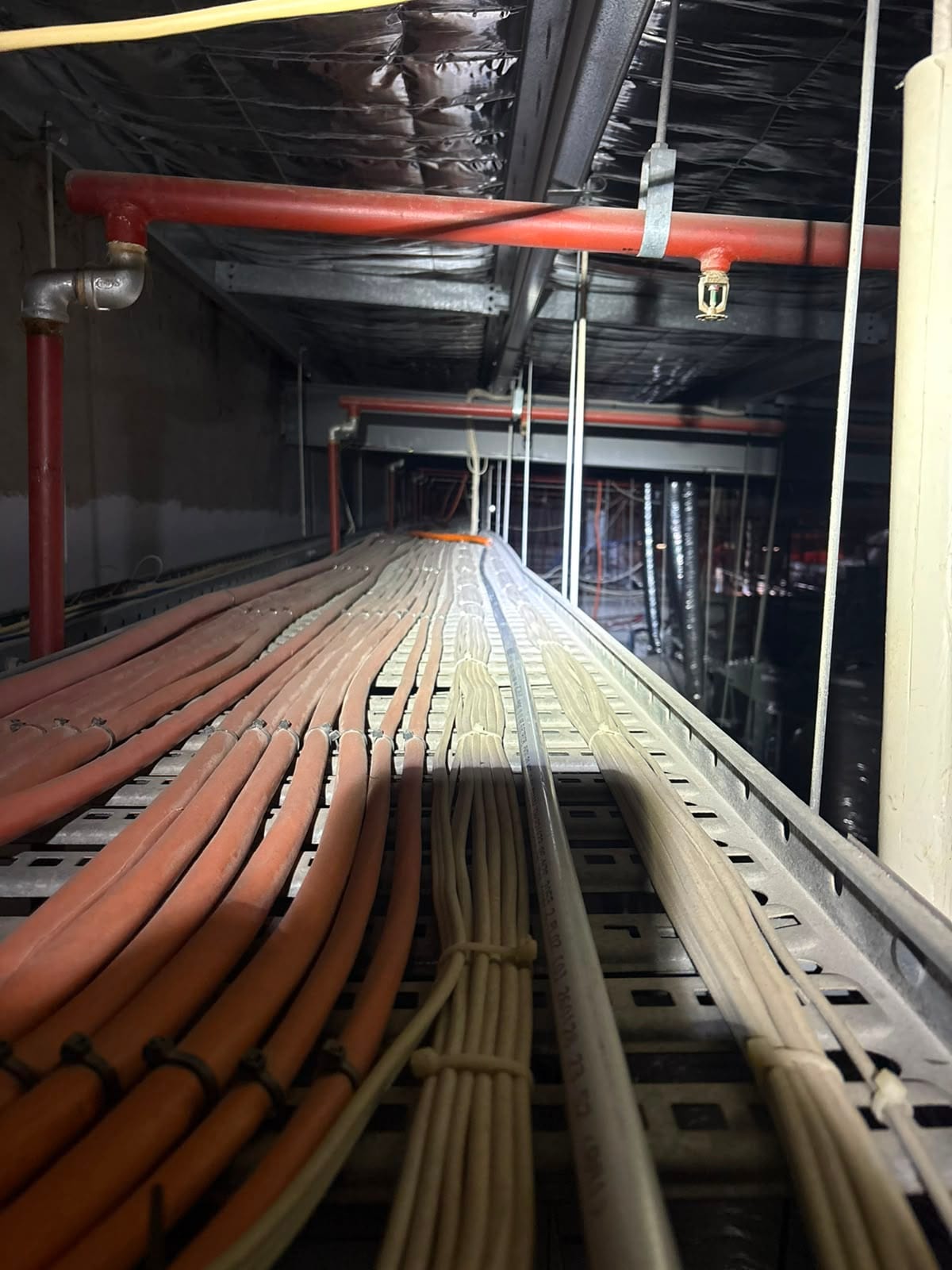 Commercial electrical fit-out by JEC: a cable tray of orange and grey cables running under a red sprinkler main and sprinkler head in a bare ceiling space.